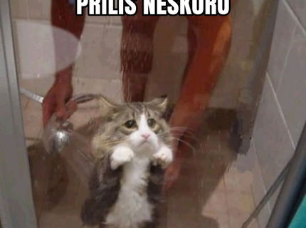 Rozkošné foto: Mačiatko, ktoré prosí o pomoc :D
