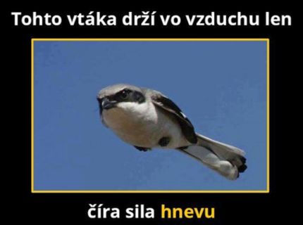 Nervozny vtak :D