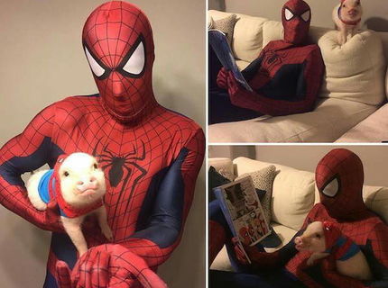 Spider pig :D