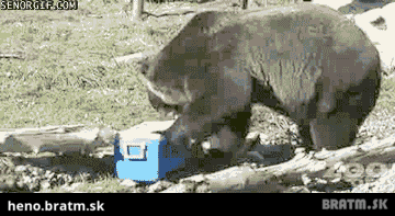Keď medveď nájde piknikový kôš :D