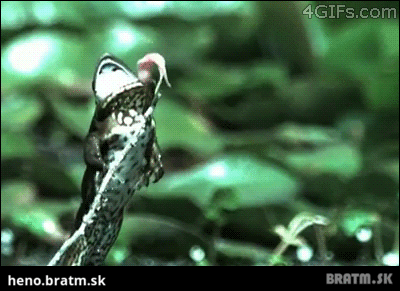 BRATM GIF: Haluznééé :D chudáčik uplne vedľa :D