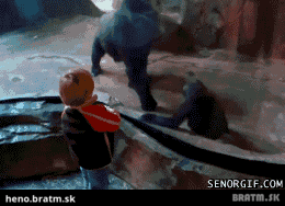 BRATM GIF: Rozkošnéééé ... zvieratká majú niekedy viac rozumu ako.. :D