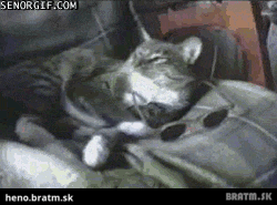 BRATM GIF: Cica a jej štýlové okuliare :D