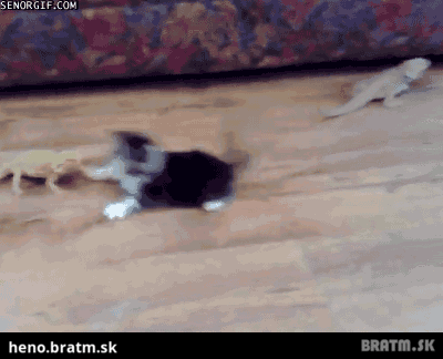 BRATM GIF: WAU! :D tak to ma podrž :D skoro sa pototo... :D