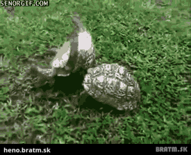 BRATM GIF: OMG ... tak toto je aké krásne :)