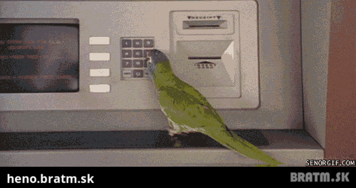 BRATM GIF: Najšikovnejší papúch na svete :D