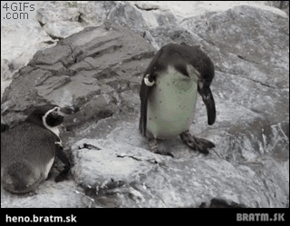 BRATM GIF: Zákerné postrčenie vo svete tučniakov :D