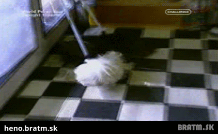 BRATM GIF: Keď si pomýliš psa a mop :D