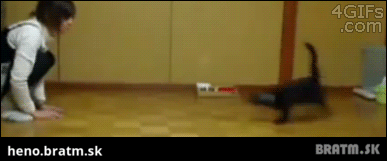 BRATM GIF: Hra s mačkou..môže vyzerať aj takto :D