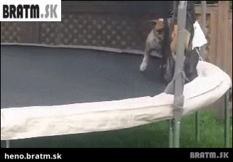 BRATM GIF: Podarené! skákajúci buldog na trampolíne :D