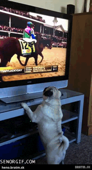 BRATM GIF: Mops pozerá TV :D