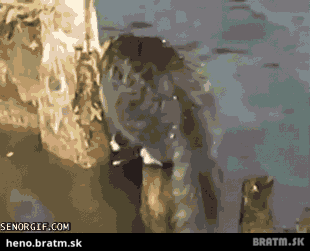 BRATM GIF: Mačka na love :D