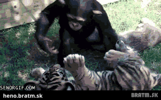 BRATM GIF: Nesééér tigra je už out :D opica win :D