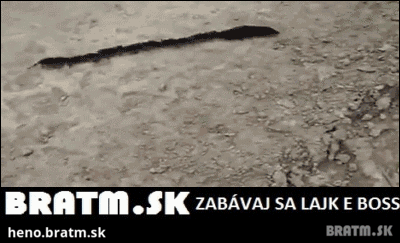 BRATM GIF: Myšky :D