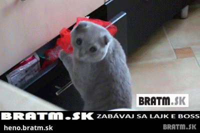 BRATM GIF: Pristihnutý pri čine :D