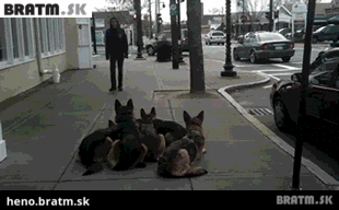 BRATM GIF: Smečka čaká na svojho pána :D