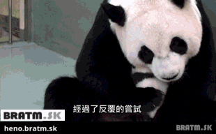 BRATM GIF: Panda a jej mláďa :)