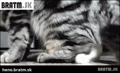 BRATM GIF: A nikam ťa nepustím ! :D