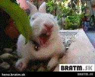 BRATM GIF: Funny zívajúce zvieratká :D