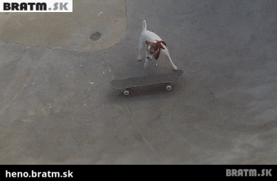 BRATM GIF: Neuveriteľné ! Aj psy dokážu triky na skateboarde :D