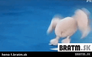 BRATM GIF: Pes gymnasta :D