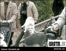 BRATM GIF: Mačacie maniere :D