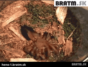 BRATM GIF: Ahoj, ja som tvoj nový kamarát :D