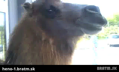 BRATM GIF: Nečakaný zákazník :D