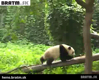 BRATM GIF: Podarená panda a jej pád zo stromu :D