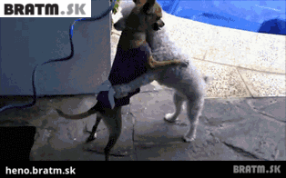 BRATM GIF: Roztomilý tancujúci párik :)