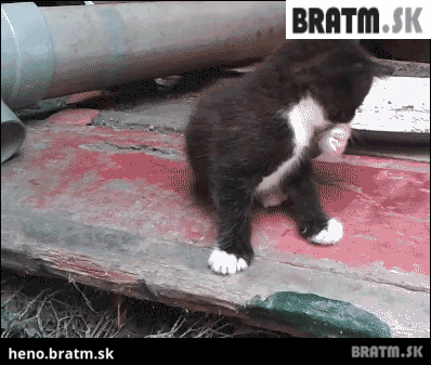 BRATM GIF: Roztomilý pád mačiatka :)