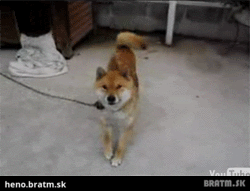 BRATM GIF: Super dancing dog :D