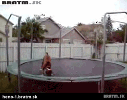 BRATM GIF: Podarené... nadšený psík na trampolíne :)