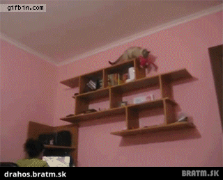 BRATM GIF: Dôkaz, že aj mačka dokáže aportovať :D