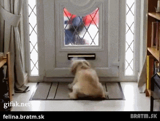 BRATM GIF: Podarené ! :D psík čaká na poštára :D