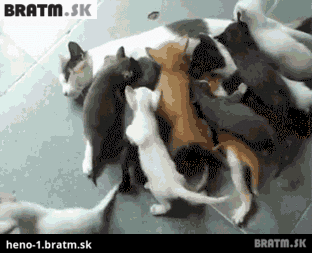 BRATM GIF: Čas obeda zlatíčka :D