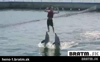 BRATM GIF: Wau, dokonalá spolupráca s delfínmi :D