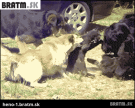 BRATM GIF: Teraz vidieť, kto môže za súboje medzi zvieratami :D