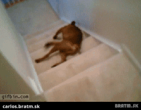 BRATM GIF: Najpodarenejší zjazd psa po schodoch :D