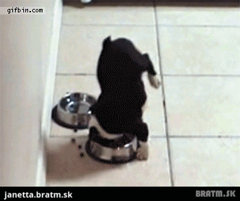 BRATM GIF: Roztomilé šteniatko a jeho akrobatický kúsok počas obeda :D