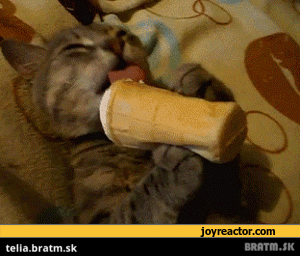 BRATM GIF: Rozkošná cica so zmrzlinou :D