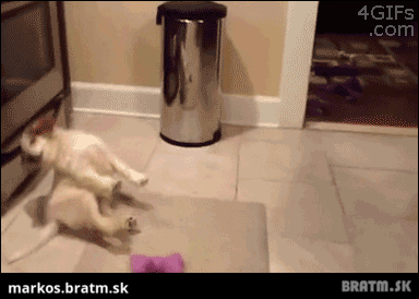 BRATM GIF: Najrozkošnejšie šteniatko! :D