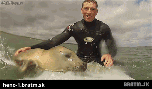 Tuleň sa chce voziť na surfe :D :D