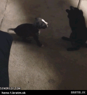 Kung Fu mačička