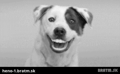 Pes sa usmieva