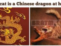 Moja mačka je ako čínsky drak :D