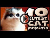 BRATM VIDEO: 10 najroztomilejších mačacích záberov :D