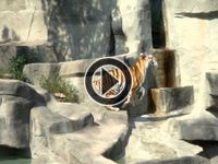 BRATM VIDEO: Hustý vtáčik atakuje tigra :D:D musíš vidieť :D