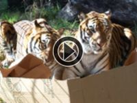 BRATM VIDEO: Rozkošnééé... mačičky ľúbia krabičky :)