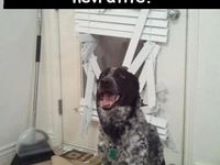Aj váš pes často panikári ? :D